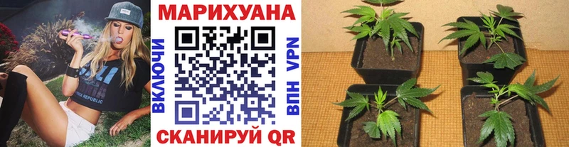 МАРИХУАНА AK-47 Холм